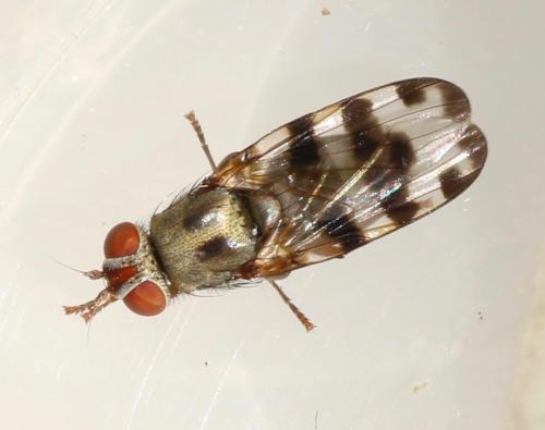 Réf. 330 706 : Ceroxys hortulana